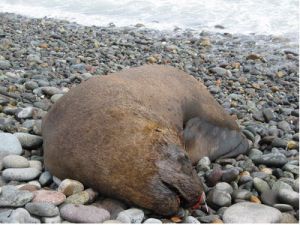 Status Actual Del Leon Marino De California